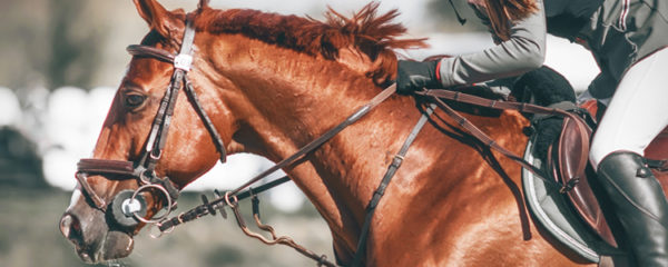 Equipement équitation