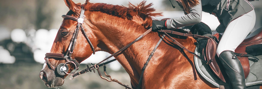 Equipement équitation