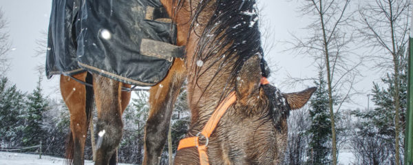 Renforcement immunitaire chez le cheval