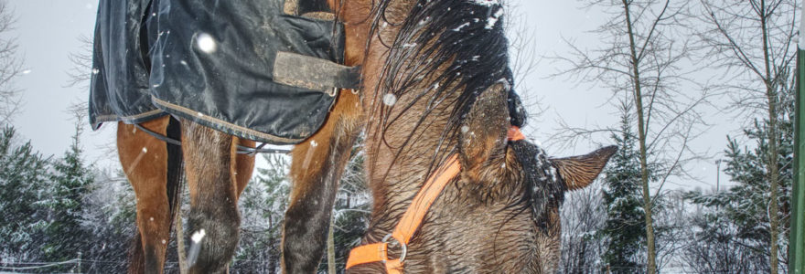 Renforcement immunitaire chez le cheval